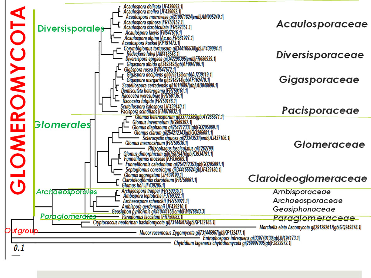 phylogenetic_map